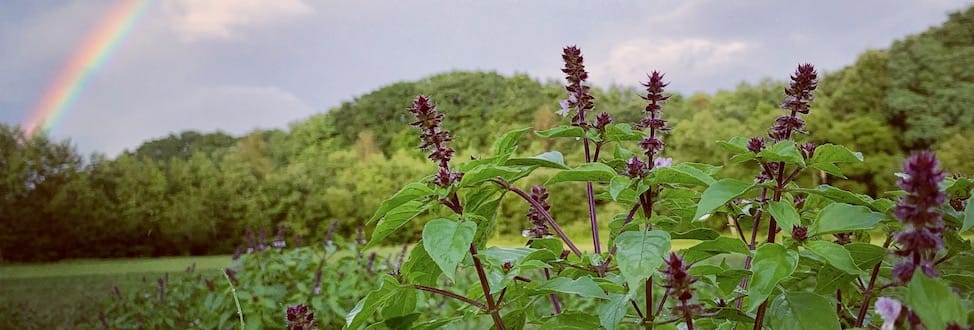 今日はいい天気だfarmのホーリーバジルオンラインショップ